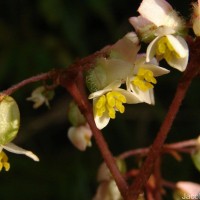 Begonia ulmifolia Willd.